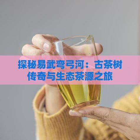 开题报告揭秘，古茶树的传奇之旅与保护研究