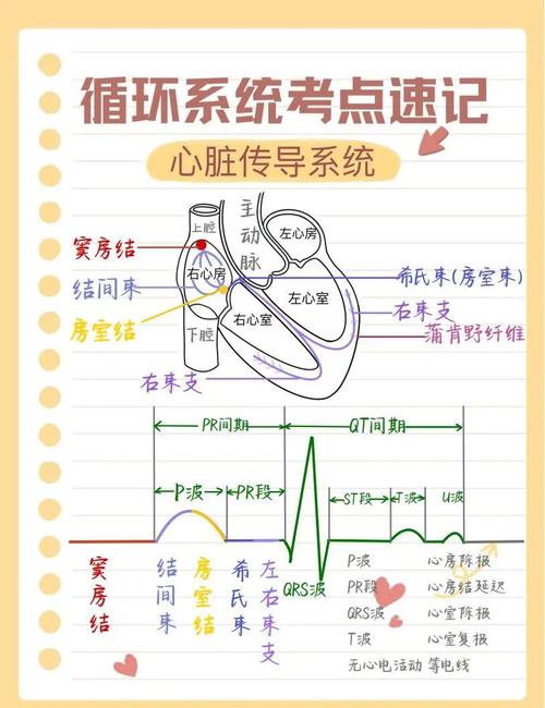 中医心血管智慧探索，我的开题之旅